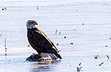 Bald Eagle Bosque NM Dec 2020